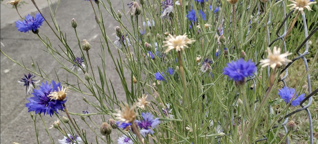 wildflowers