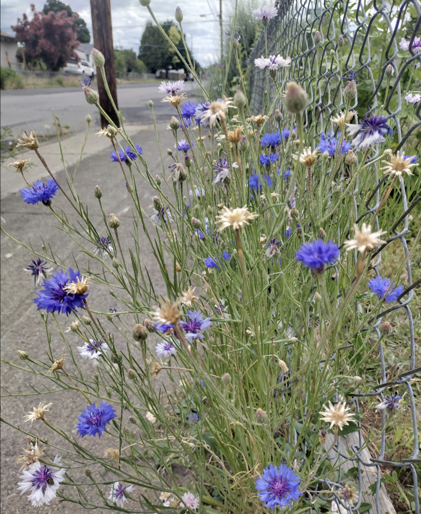 wild flowers