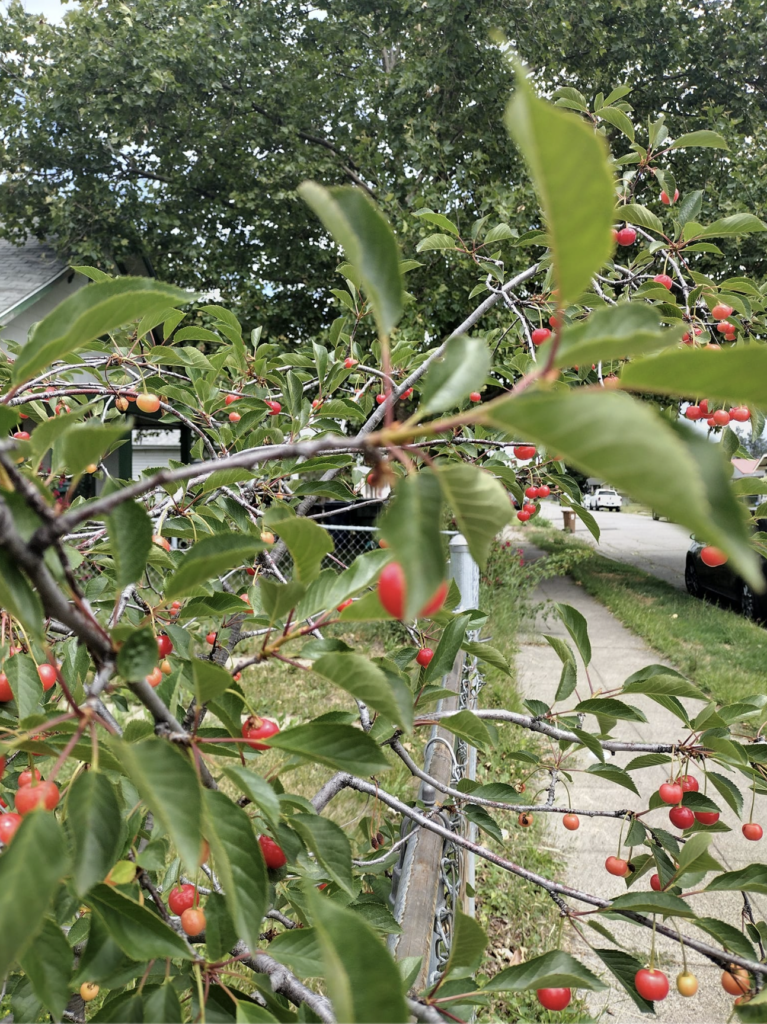 red berries