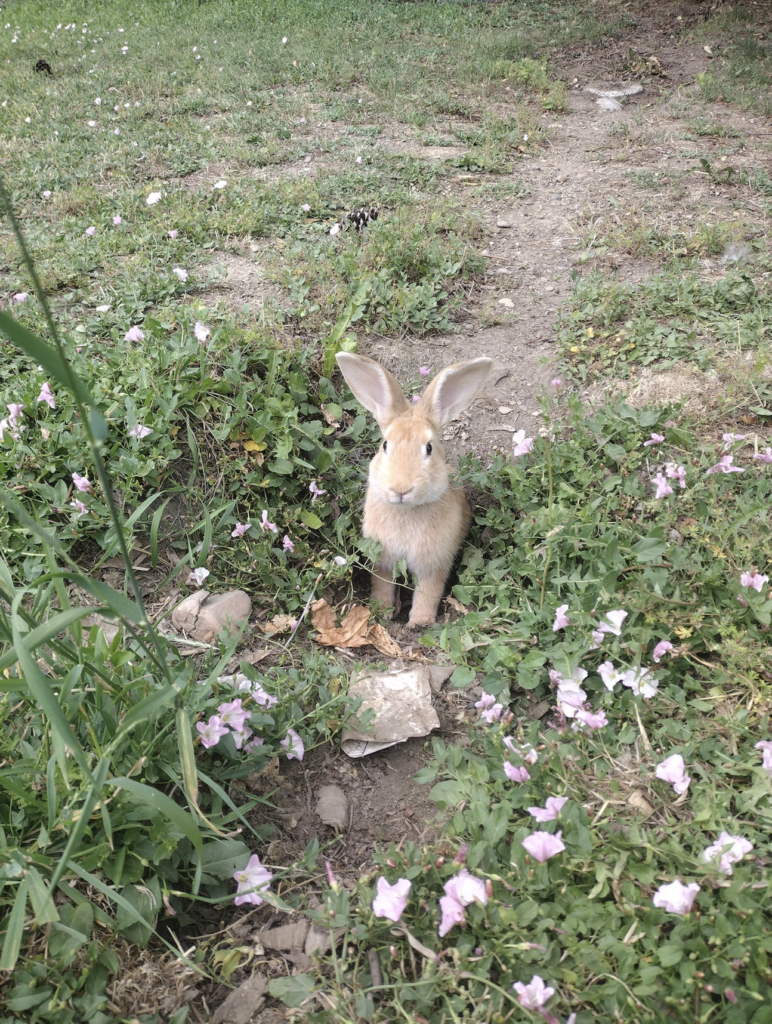 Herbie Bunny