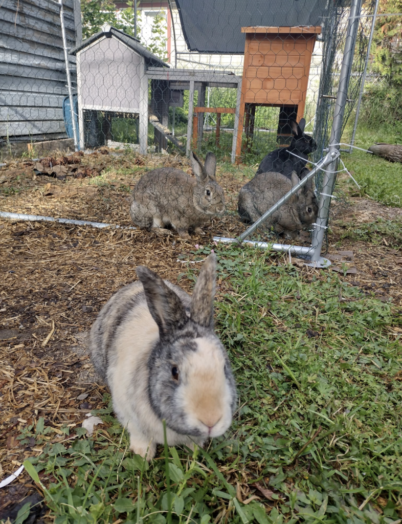 Bunny Tribe